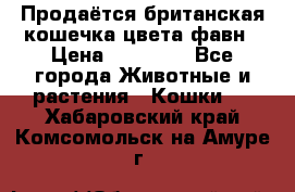 Продаётся британская кошечка цвета фавн › Цена ­ 10 000 - Все города Животные и растения » Кошки   . Хабаровский край,Комсомольск-на-Амуре г.